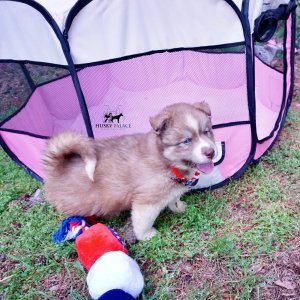 AKC Siberian Husky