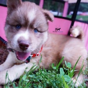 AKC Siberian Husky