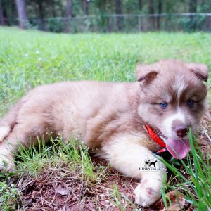AKC Siberian Husky