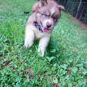 AKC Siberian Husky