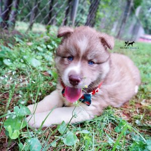AKC Siberian Husky
