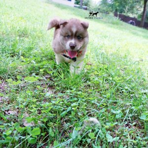 AKC Siberian Husky