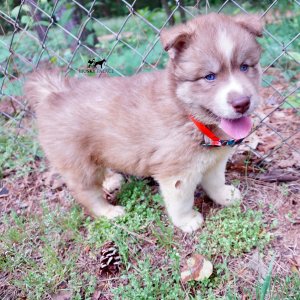 AKC Siberian Husky