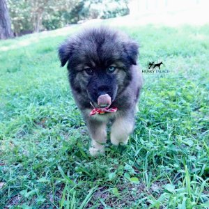 Agouti Husky Breeder