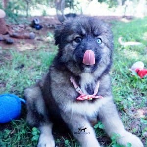 Agouti Husky Breeder