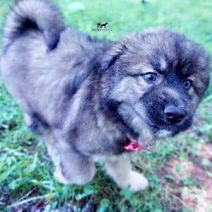 Agouti Husky Breeder