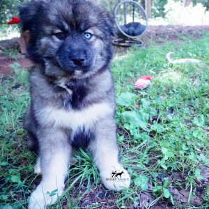 Agouti Husky Breeder