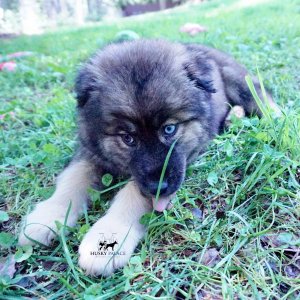 Agouti Husky Breeder