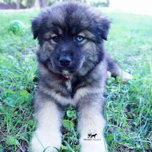 Agouti Husky Breeder