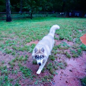 Black Diluted Husky