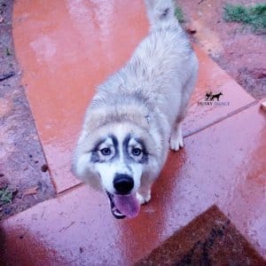 Black Diluted Husky