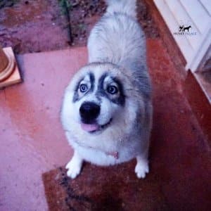 Black Diluted Husky
