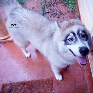Black Diluted Husky