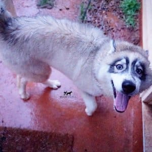 Black Diluted Husky