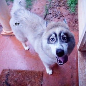 Black Diluted Husky