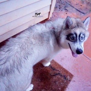 Black Diluted Husky
