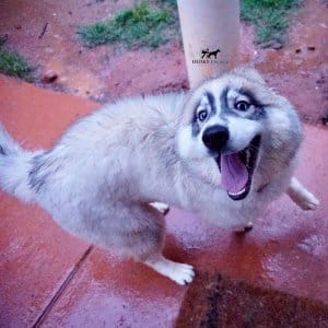 Black Diluted Husky