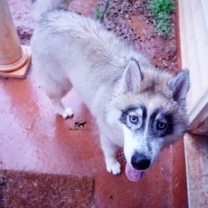 Black Diluted Husky