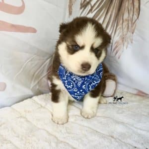 Blue Eye Husky