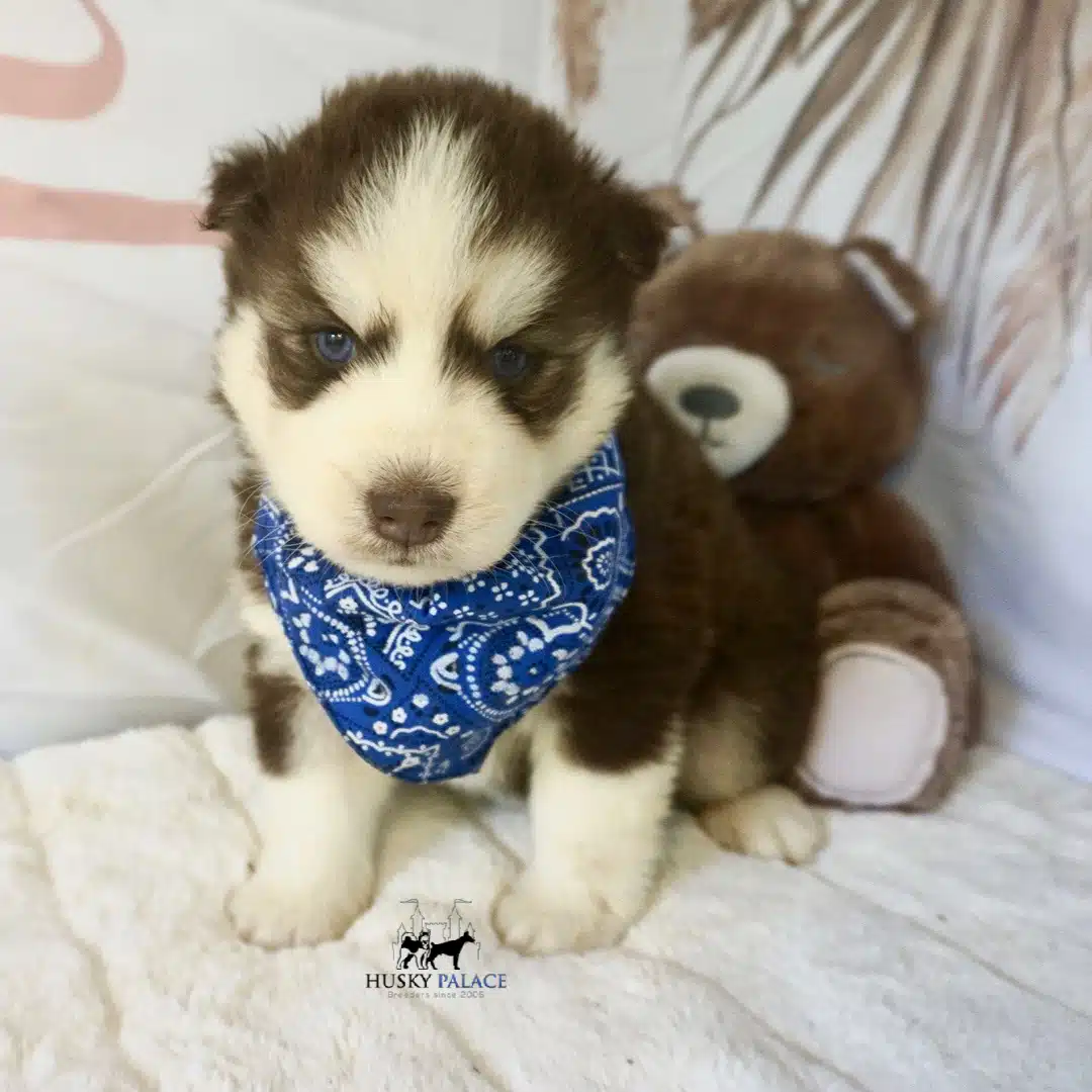 Blue Eye Husky