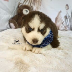 Blue Eye Husky