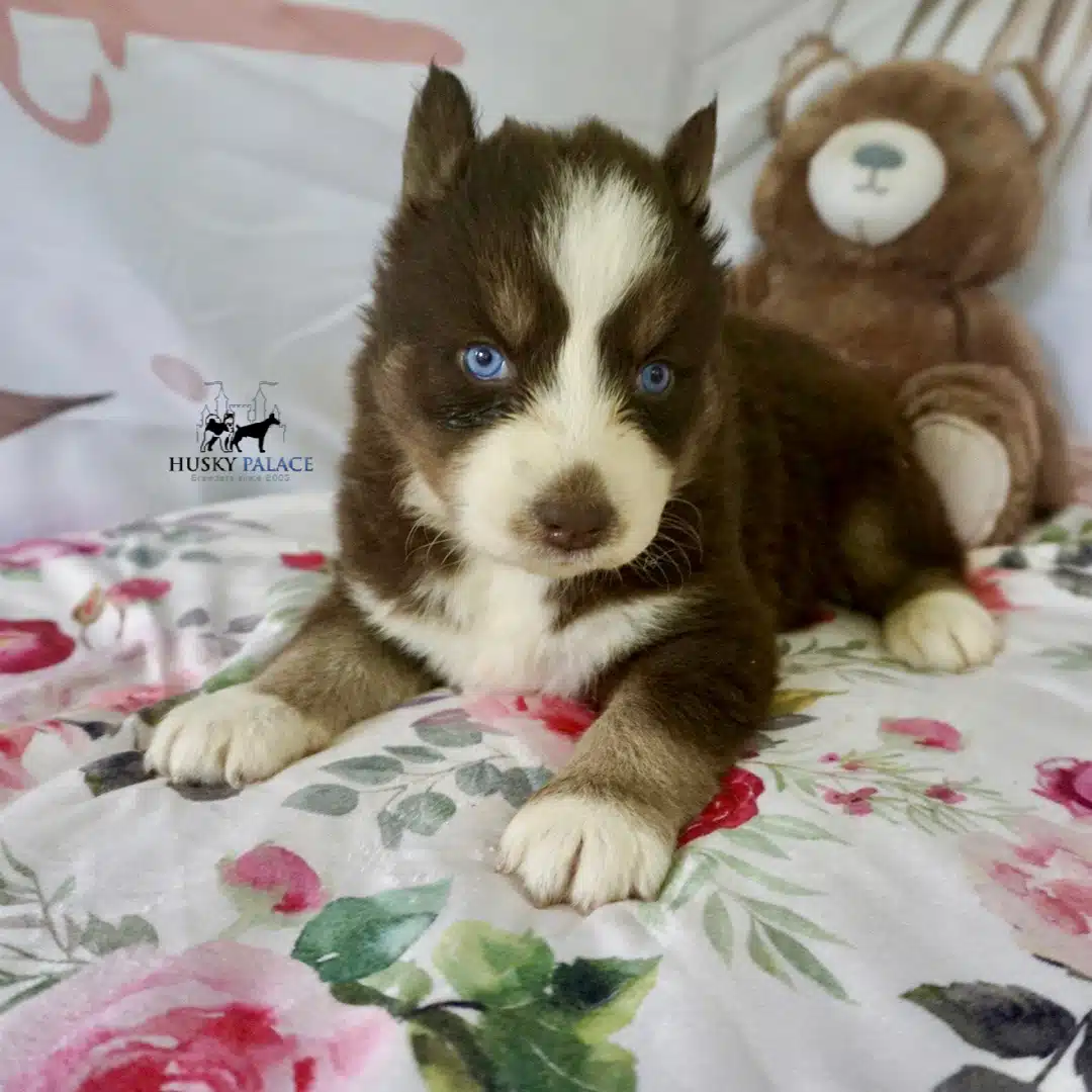 Blue Eyes Huskies