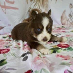 Blue Eyes Huskies