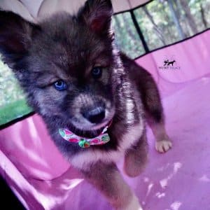 Blue Eyes Husky