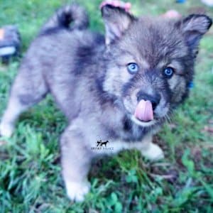 Blue Eyes Husky