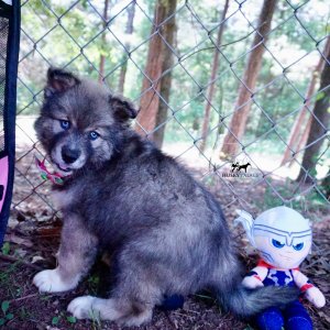 Blue Eyes Husky