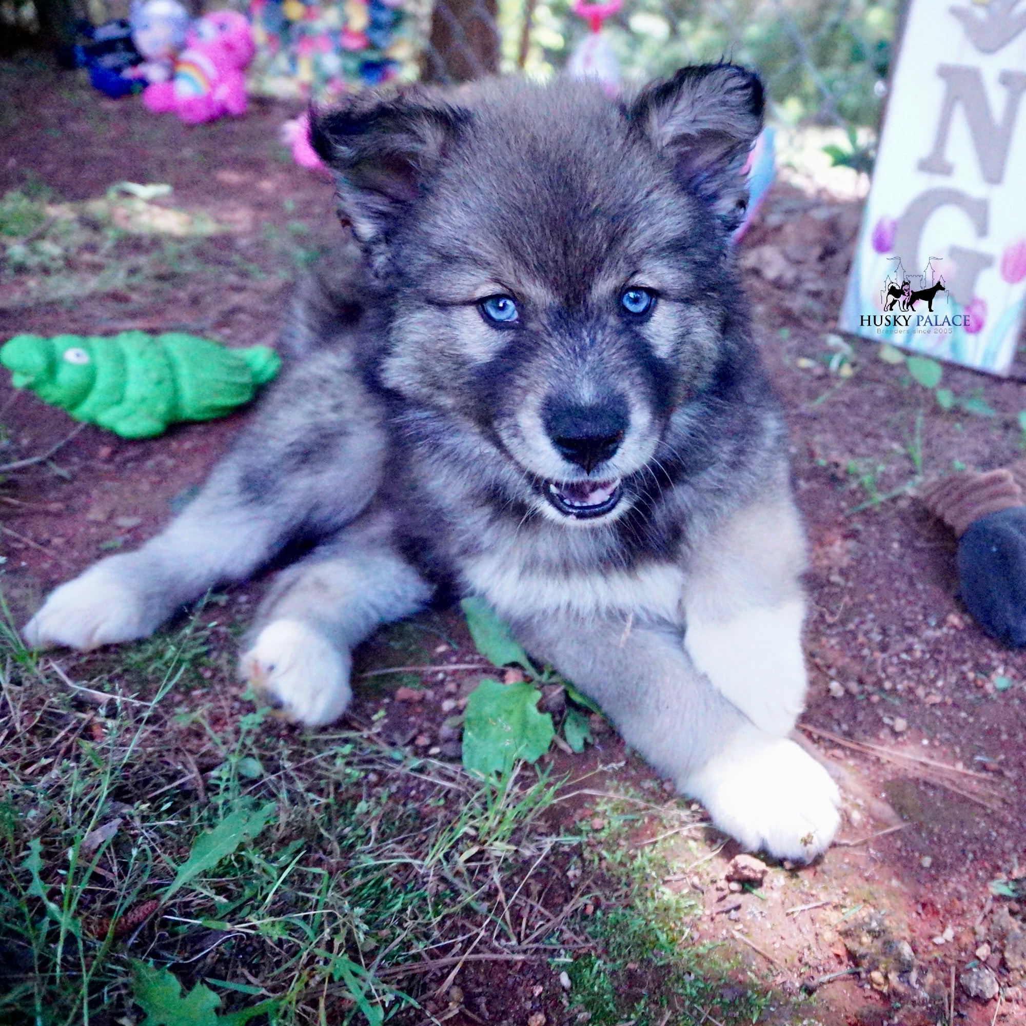 Blue Eyes Husky