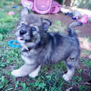 Blue Eyes Husky