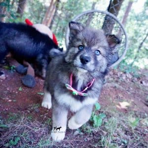 Blue Eyes Husky