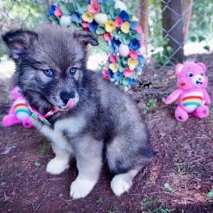 Blue Eyes Husky