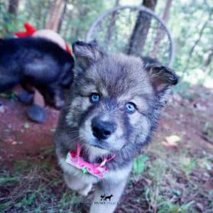 Blue Eyes Husky