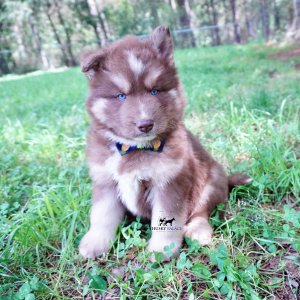 Champion Bloodline Husky