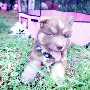 Champion Bloodline Husky