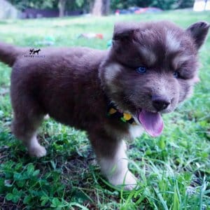 Champion Bloodline Husky