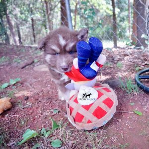 Champion Bloodline Husky