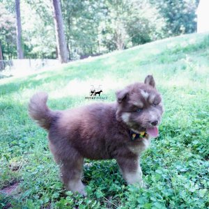 Champion Bloodline Husky