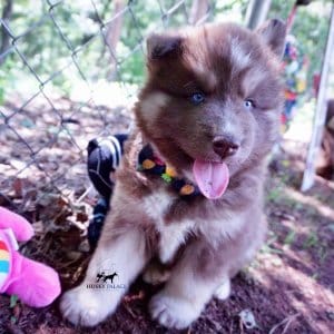 Champion Bloodline Husky