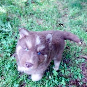 Champion Bloodline Husky