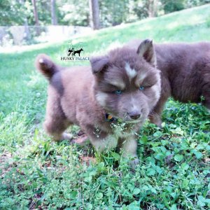 Champion Bloodline Husky
