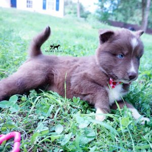 Champion Bloodlines Huskies