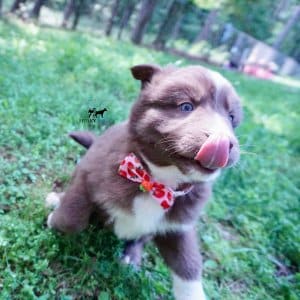 Champion Bloodlines Huskies