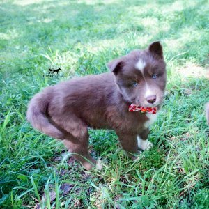 Champion Bloodlines Huskies