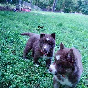 Champion Bloodlines Huskies
