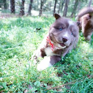 Champion Bloodlines Huskies