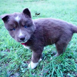 Champion Bloodlines Huskies
