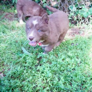Champion Bloodlines Huskies